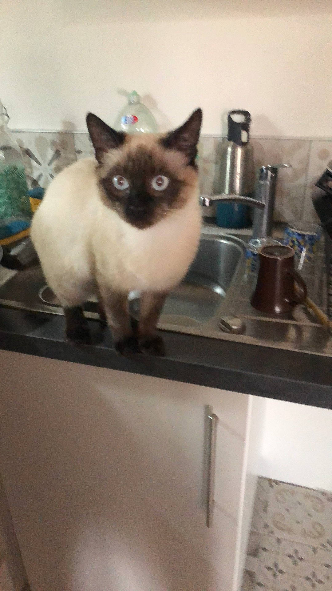Antarès participe au concours pour gagner de l'argent avec cette photo : birman, cabinetry, carnivore, cat, countertop, fawn, felidae, fur, gas, kettle, kitchen, kitchen_appliance, plumbing_fixture, siamese, sink, small_to_medium_sized_cats, tail, tap, thai, whiskers
