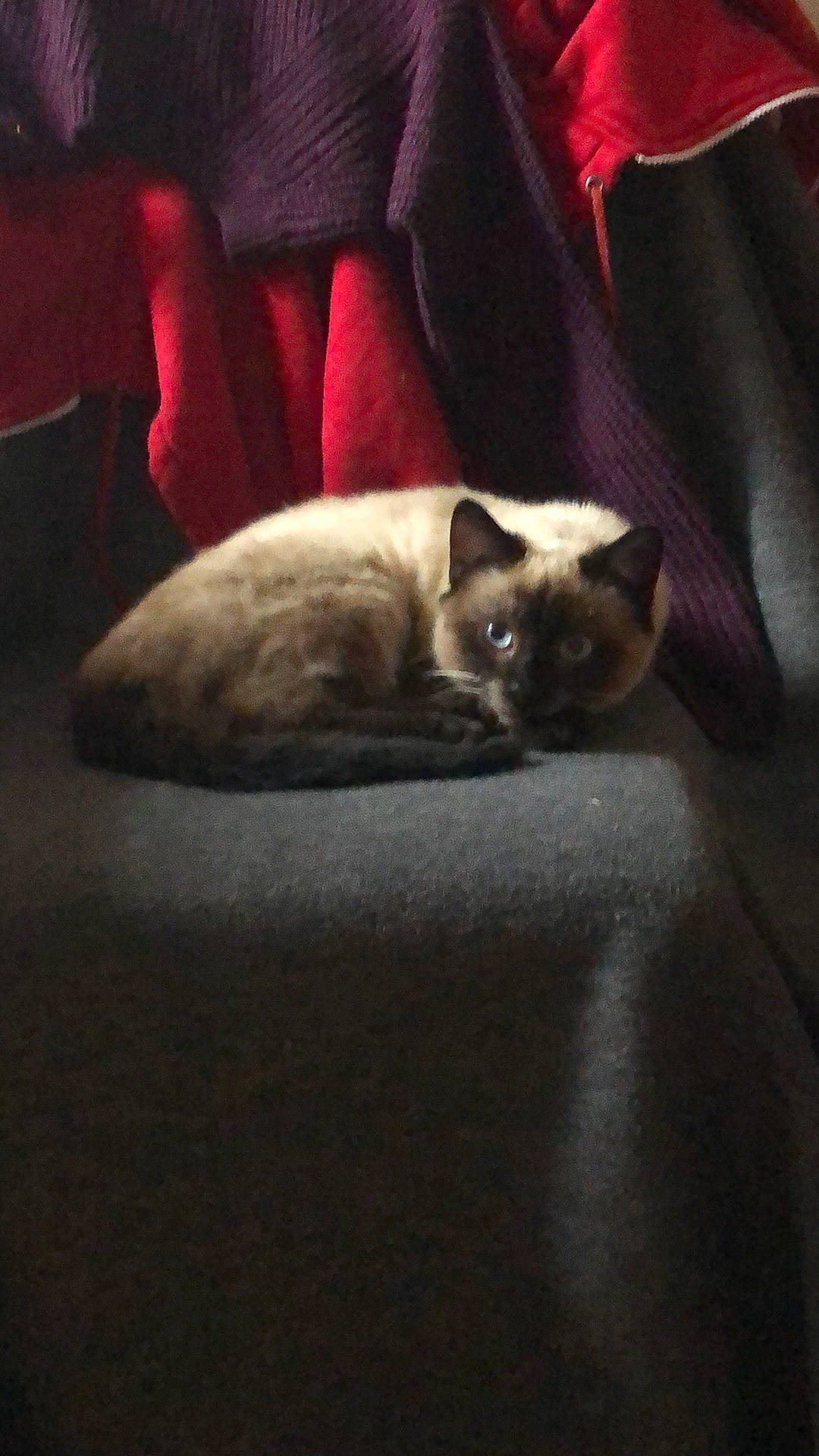 Antarès a rejoint le concours — aidez-le/la à gagner de superbes lots ! balinese, carnivore, cat, comfort, darkness, fawn, felidae, fur, linens, night, room, siamese, sky, small_to_medium_sized_cats, snout, tail, thai, tints_and_shades, whiskers