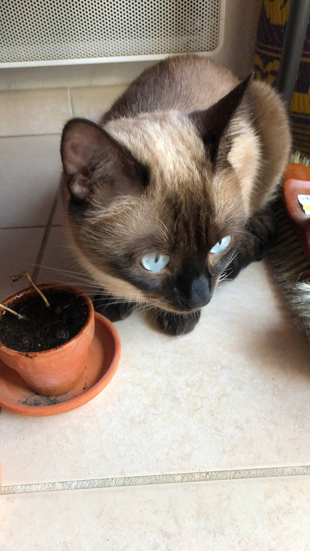 Antarès a rejoint le concours — aidez-le/la à gagner de superbes lots ! balinese, carnivore, cat, cat_bed, cat_furniture, cat_supply, domestic_short_haired_cat, fawn, felidae, flowerpot, fur, pet_supply, siamese, small_to_medium_sized_cats, snout, tail, thai, whiskers