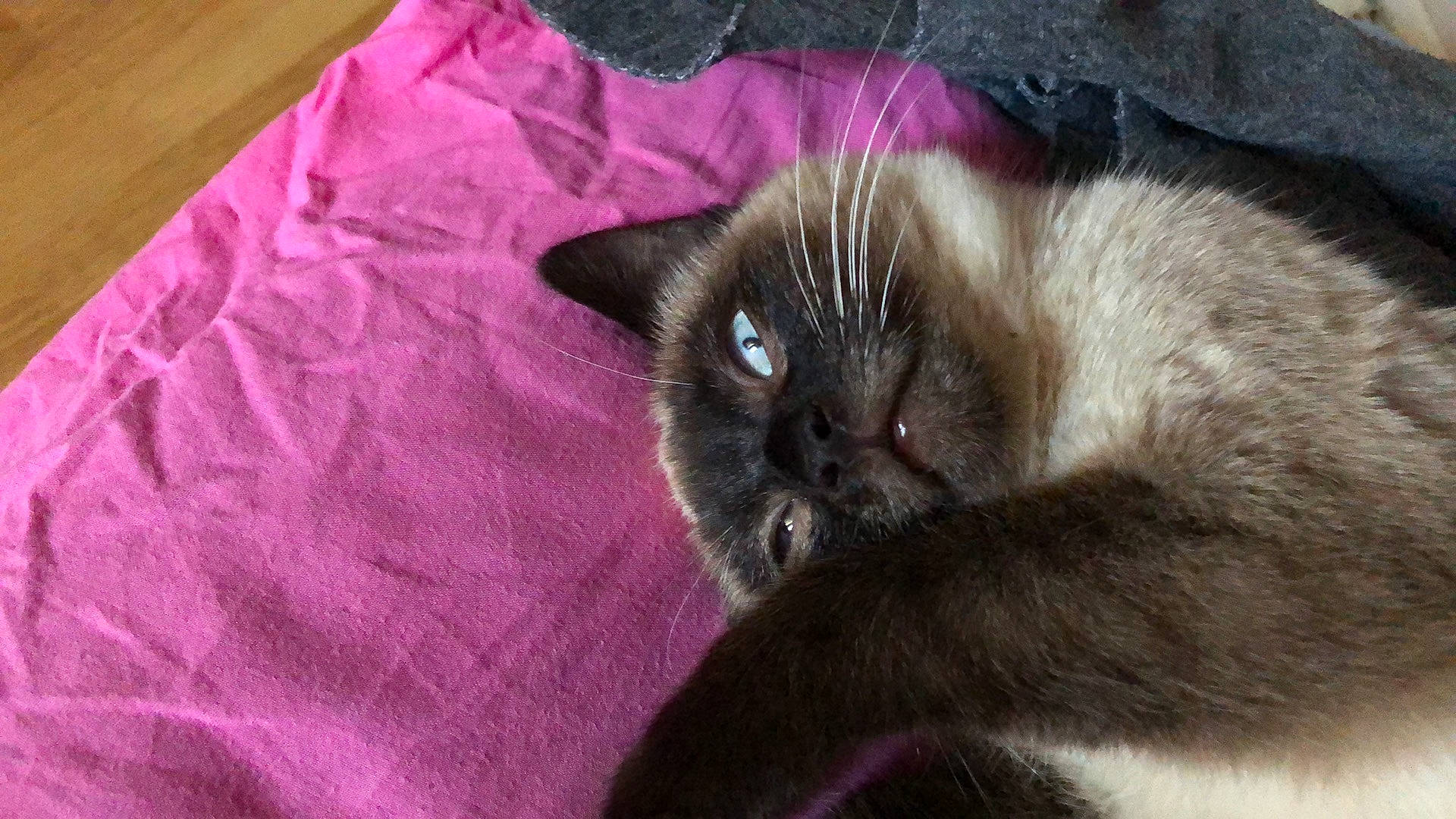 Antarès participe au concours pour gagner de l'argent avec cette photo : balinese, birman, carnivore, cat, comfort, domestic_short_haired_cat, fawn, felidae, fur, magenta, siamese, small_to_medium_sized_cats, snout, thai, whiskers