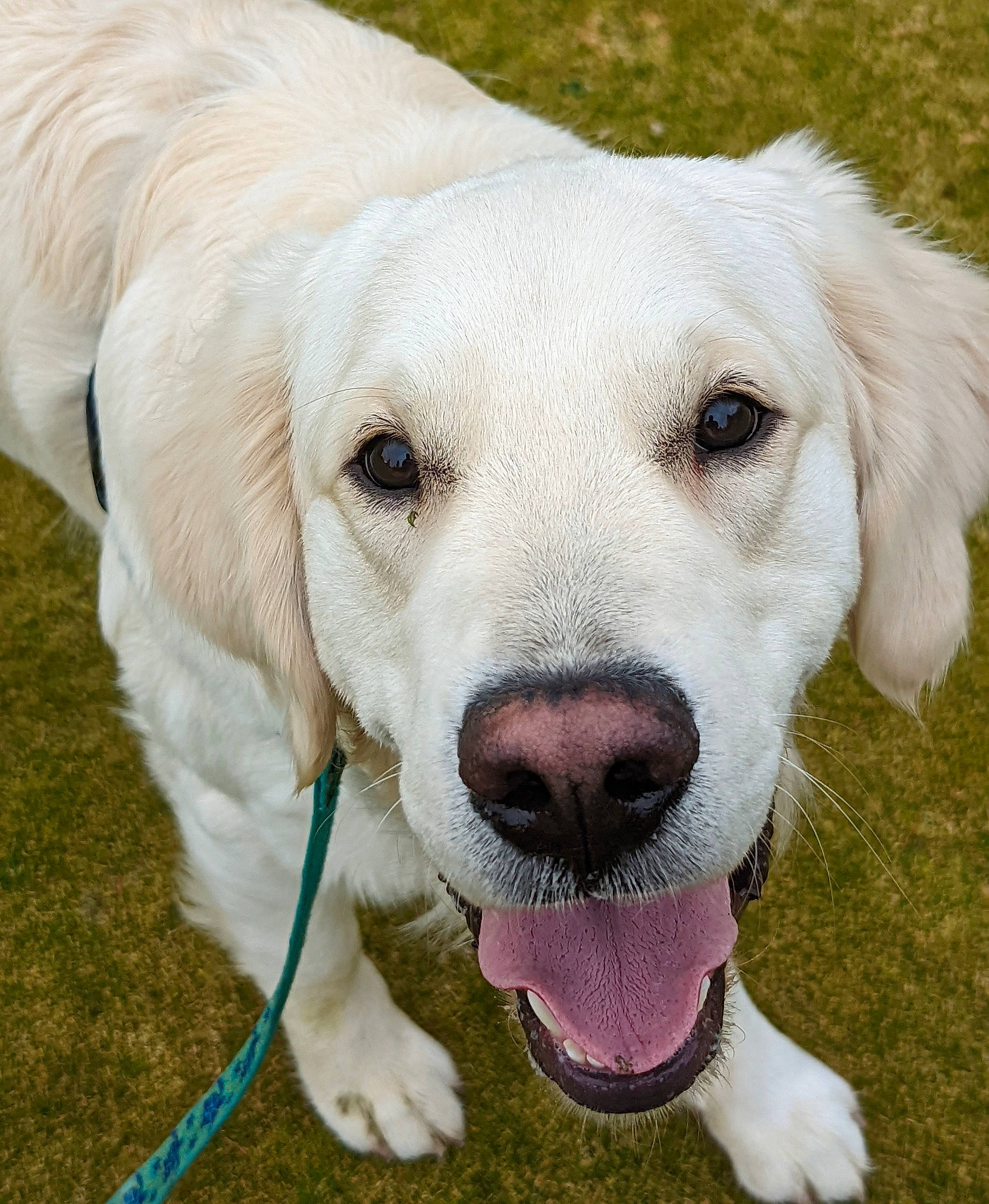 Boulder joined the competition — help win amazing prizes! canidae, carnivore, companion_dog, dog, dog_breed, fawn, fur, grass, gun_dog, head, labrador_retriever, natural_material, plant, snout, sporting_group, terrestrial_animal, whiskers, working_animal, working_dog