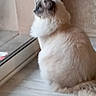 Atila a rejoint le concours — aidez-le/la à gagner de superbes lots ! animal, cat, cozy, curious, domestic, floor, fluffy, fur, home, indoor, light, looking_out, pet, quiet, reflection, resting, shadow, side_view, wall, window
