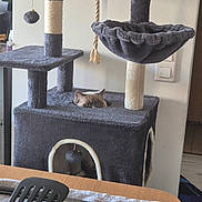 Atila a rejoint le concours — aidez-le/la à gagner de superbes lots ! cat, cat_tree, peeking, gray, fur, eyes, furniture, kitchen, table, spatula, utensils, indoor, cozy, pet, curious, home, room, wall, rope, toy