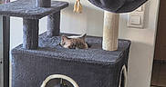 Atila a rejoint le concours — aidez-le/la à gagner de superbes lots ! cat, cat_tree, cozy, curious, eyes, fur, furniture, gray, home, indoor, kitchen, peeking, pet, room, rope, spatula, table, toy, utensils, wall