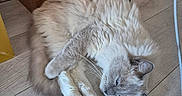 Atila participe au concours pour gagner de l'argent avec cette photo : cat, chair_leg, cozy, cream_fur, dresser, fluffy, furniture, gray_fur, home, indoor, long_hair, lying_down, paws, pet, portrait, relaxed, sleeping, tail, whiskers, wooden_floor