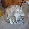 cat, fluffy, long_hair, cream_fur, gray_fur, sleeping, lying_down, relaxed, paws, whiskers, tail, indoor, wooden_floor, dresser, furniture, chair_leg, home, pet, portrait, cozy