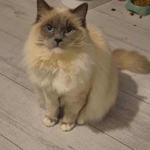 Atila participe au concours pour gagner de l'argent avec cette photo : cat, fluffy, blue_eyes, sitting, indoor, pet, floor, food_bowl, toy, feline, animal, fur, looking, domestic, cute, calm, home, light_wood_floor, portrait, pet_food