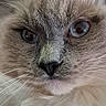 Atila a rejoint le concours — aidez-le/la à gagner de superbes lots ! animal, app_icons, blue_eyes, cat, close_up, cute, domestic_cat, face, feline, fluffy, home_screen, indoor, mobile, pet, phone_screenshot, portrait, soft_fur, striped_background, technology, whiskers