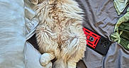 Atila a rejoint le concours — aidez-le/la à gagner de superbes lots ! cat, fluffy, bed, pillow, blanket, phone, phone_case, lying_down, relaxed, indoor, pet, fur, cute, animal, whiskers, tail, soft, cozy, plush_toy, domestic
