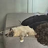 Atila participe au concours pour gagner de l'argent avec cette photo : cat, couch, person, curly_hair, indoor, gray, furniture, relaxing, lounging, fluffy, pet, sleepy, cozy, resting, casual, home, soft_light, fur, side_view, laying_down