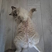 Atila participe au concours pour gagner de l'argent avec cette photo : belly_up, cat, cream_colored, ears, feline, fluffy, funny_pose, home, indoor, long_hair, lying_down, pet, photography, playful, portrait, raised_paw, relaxed, tail, whiskers, wooden_floor