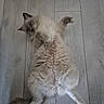 cat, fluffy, long_hair, cream_colored, lying_down, belly_up, raised_paw, indoor, wooden_floor, pet, feline, relaxed, playful, funny_pose, whiskers, ears, tail, photography, home, portrait
