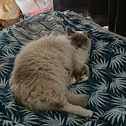 Atila participe au concours pour gagner de l'argent avec cette photo : animal, bag, bed, blanket, cat, cozy, curtains, fabric, feline, fluffy, fur, home, indoor, leaf_pattern, pattern, pet, relaxed, resting, soft, winking