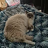 animal, bag, bed, blanket, cat, cozy, curtains, fabric, feline, fluffy, fur, home, indoor, leaf_pattern, pattern, pet, relaxed, resting, soft, winking