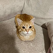 Stevie joined the competition — help win amazing prizes! cat, ginger_cat, tabby, pet, loaf, whiskers, ears, eyes, fur, couch, sofa, blanket, cozy, indoor, portrait, looking_up, centered, closeup, calm, sleepy