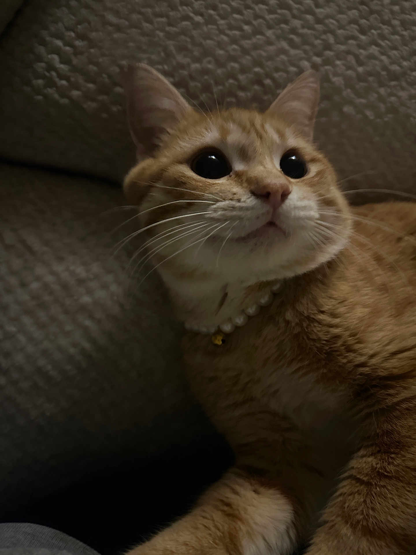 Stevie is registered to the contest to win money with this photo: cat, ginger_cat, pet, feline, close_up, portrait, whiskers, big_eyes, collar, bell, pearl_necklace, indoor, couch, fabric_background, cozy, low_light, orange_fur, curious_expression, paw, sitting
