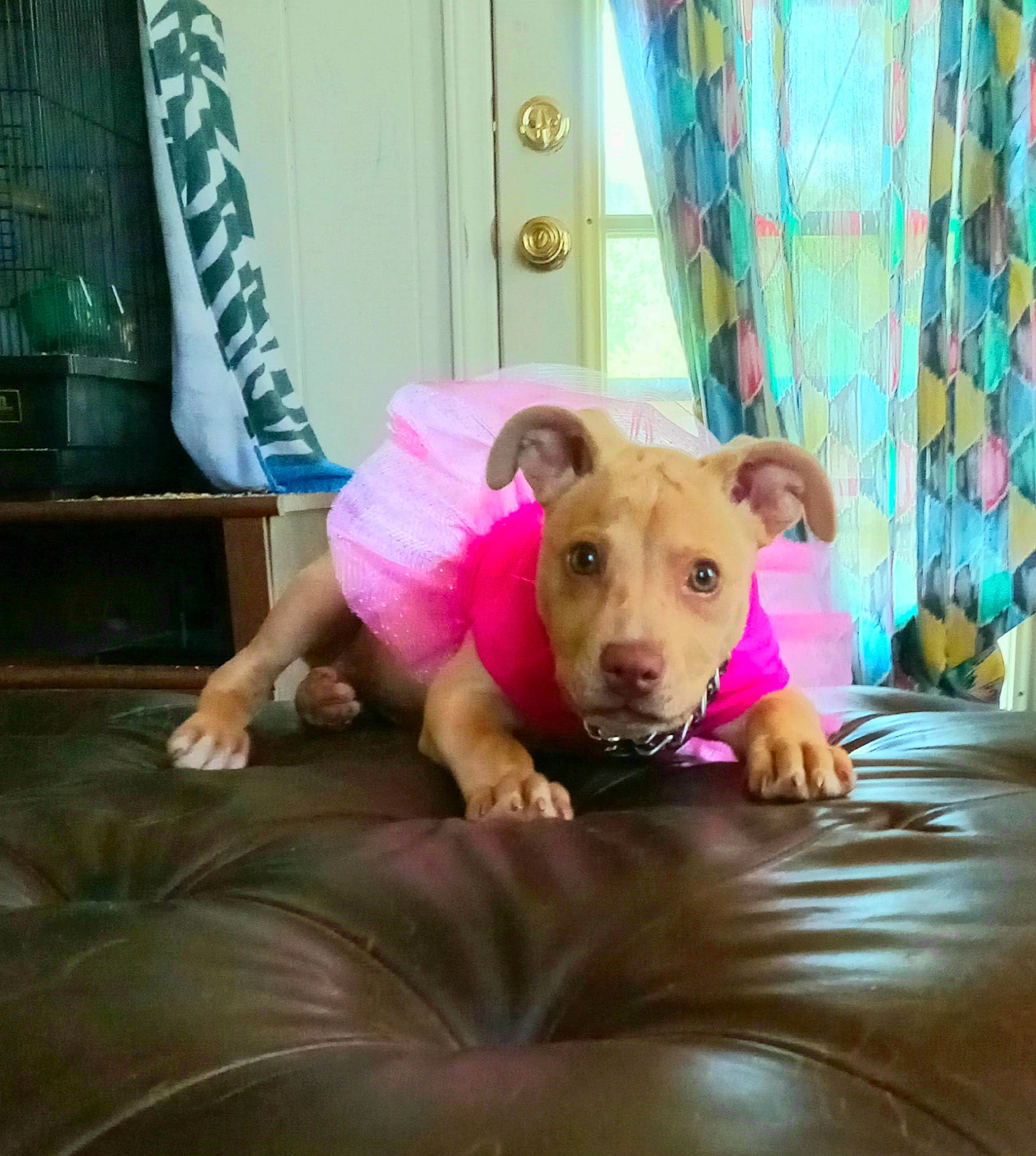 Nala joined the competition — help win amazing prizes! canidae, carnivore, comfort, companion_dog, curtain, dog_breed, domestic_pig, fawn, fun, fur, linens, magenta, pink, recreation, room, suidae, terrestrial_animal, toy, whiskers, working_animal