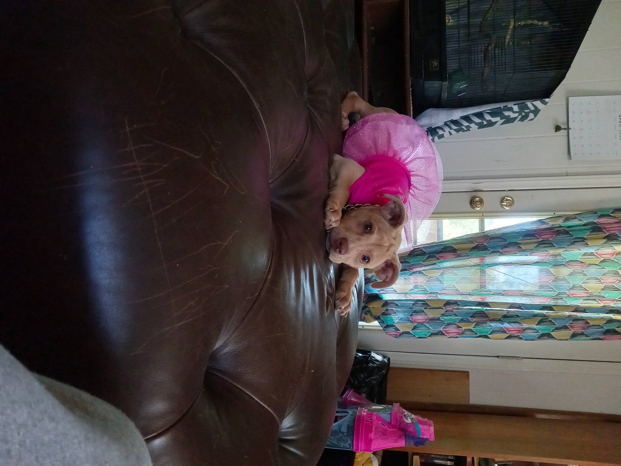 Nala joined the competition — help win amazing prizes! event, fashion_design, fun, hat, leisure, magenta, pink, purple, recreation, smile, visual_arts