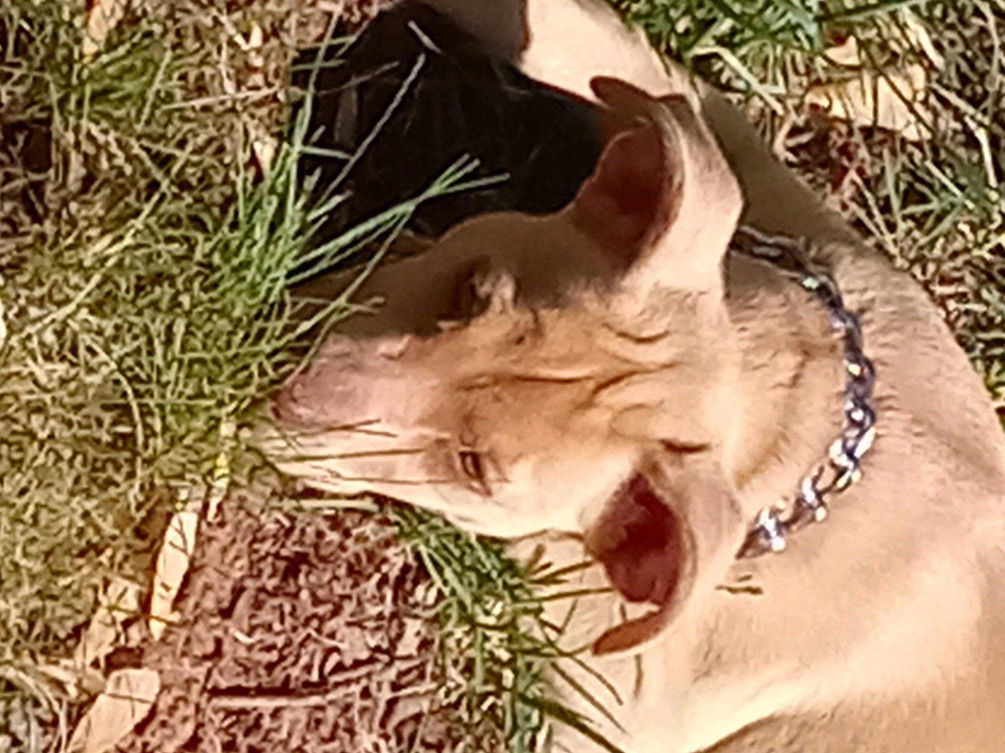 Nala is registered to the contest to win money with this photo: art, canidae, deer, dog_breed, fang, felidae, fur, grass, jaw, plant, small_to_medium_sized_cats, snout, soil, sporting_group, tail, terrestrial_animal, trunk, whiskers, wildlife, wood