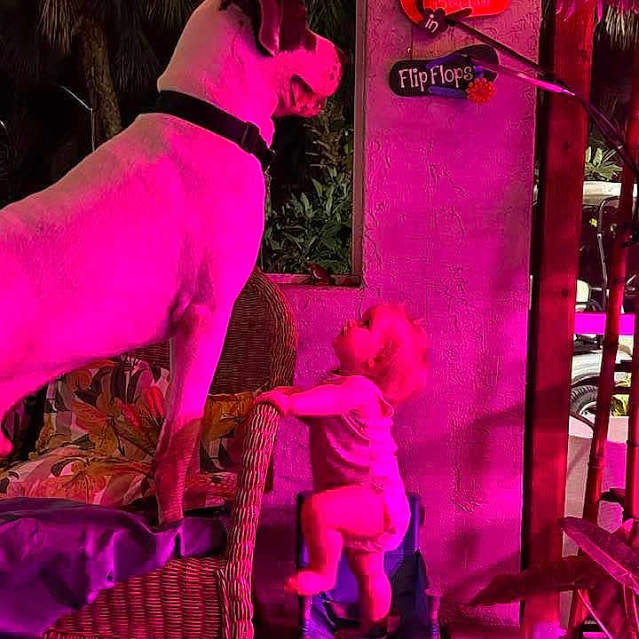 Big Dog