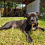 animal, backyard, bicycle, black_dog, canine, daytime, dog, fence, grass, house, lawn, mammal, nature, outdoor, pet, portrait, resting, summer, sunlight, tree