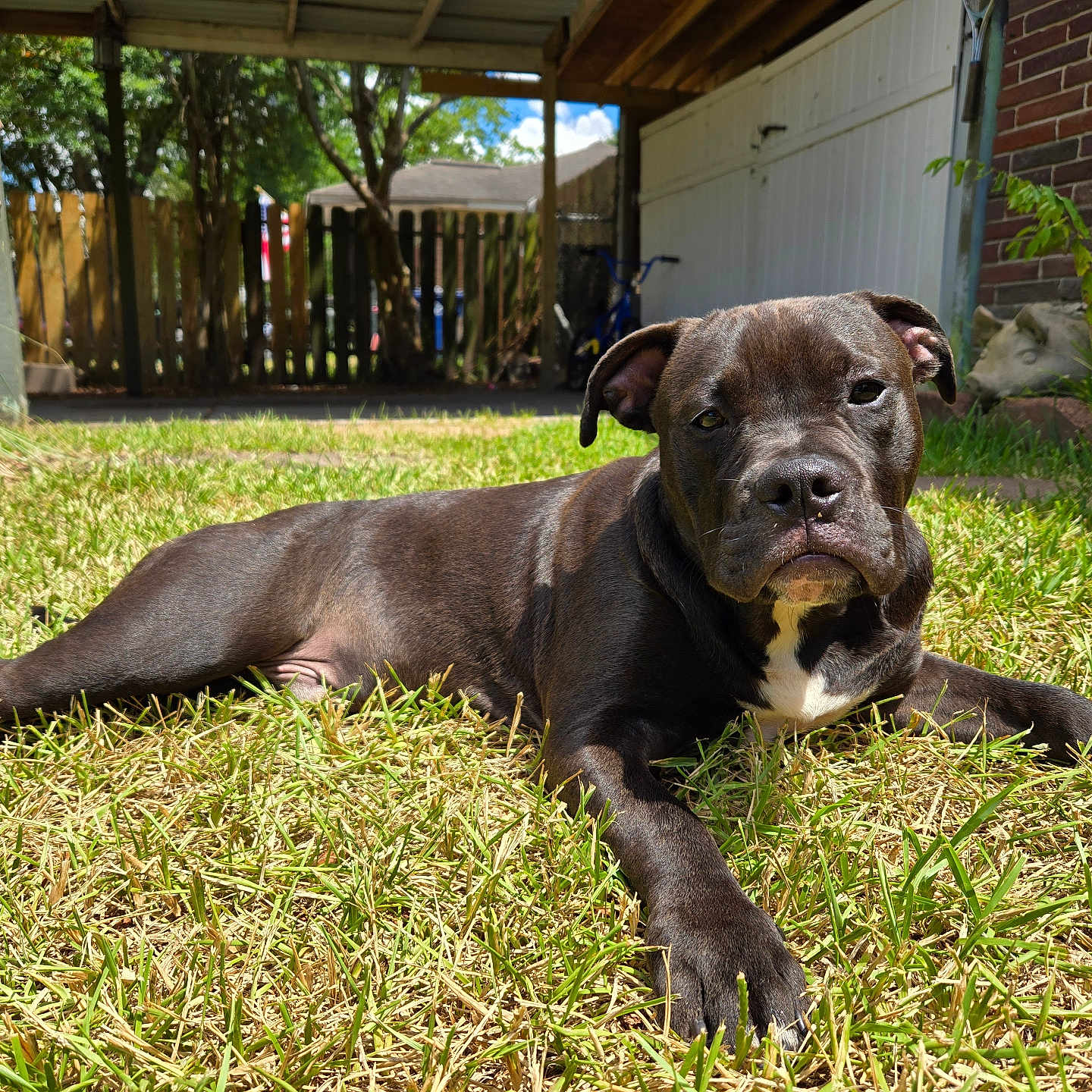 Tank joined the competition — help win amazing prizes! animal, backyard, bicycle, black_dog, canine, daytime, dog, fence, grass, house, lawn, mammal, nature, outdoor, pet, portrait, resting, summer, sunlight, tree