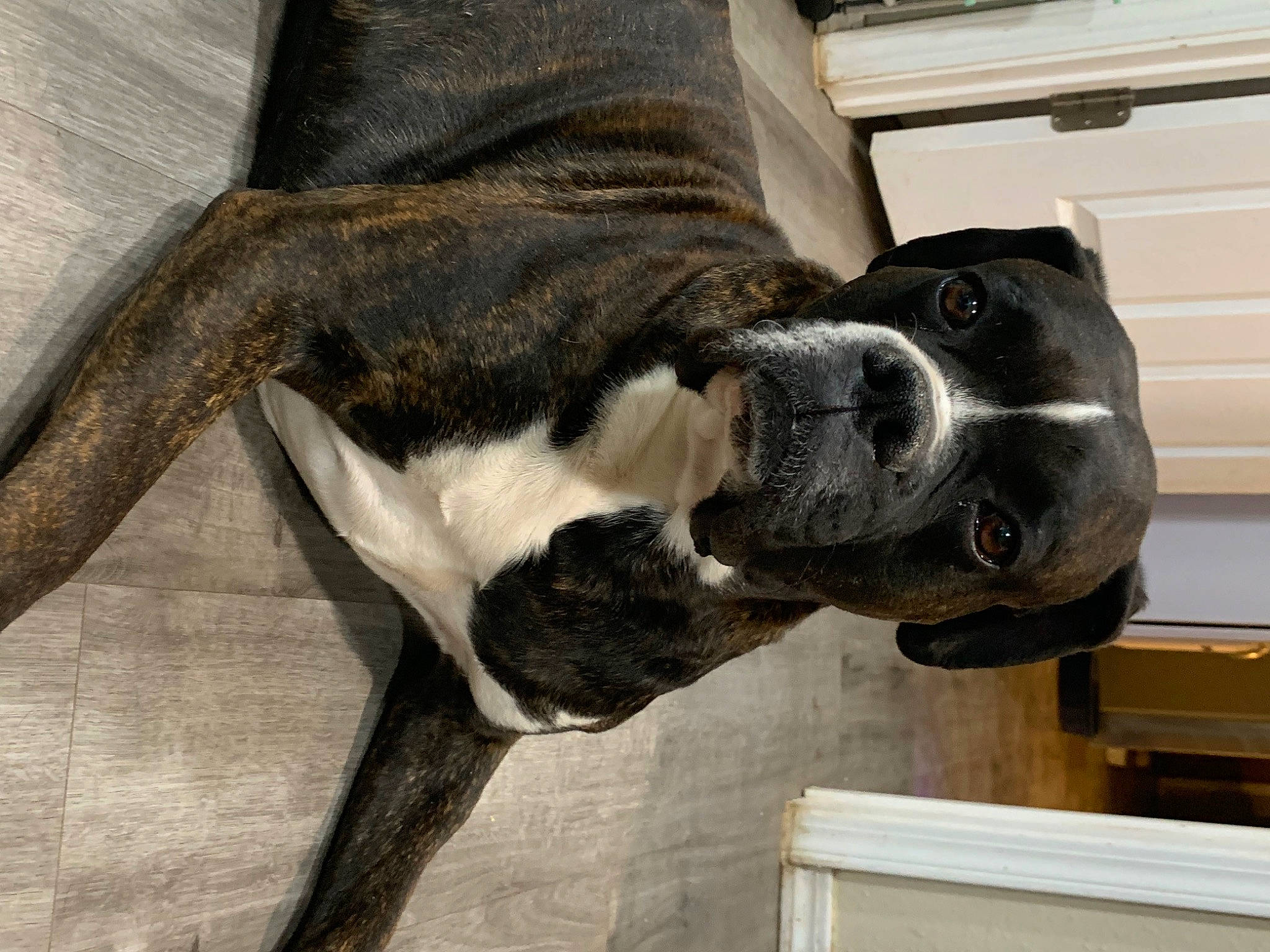 Conner joined the competition — help win amazing prizes! canidae, carnivore, collar, companion_dog, dog, dog_breed, dog_collar, fawn, fur, giant_dog_breed, guard_dog, hardwood, non_sporting_group, pet_supply, sporting_group, tail, whiskers, wood, working_animal, working_dog