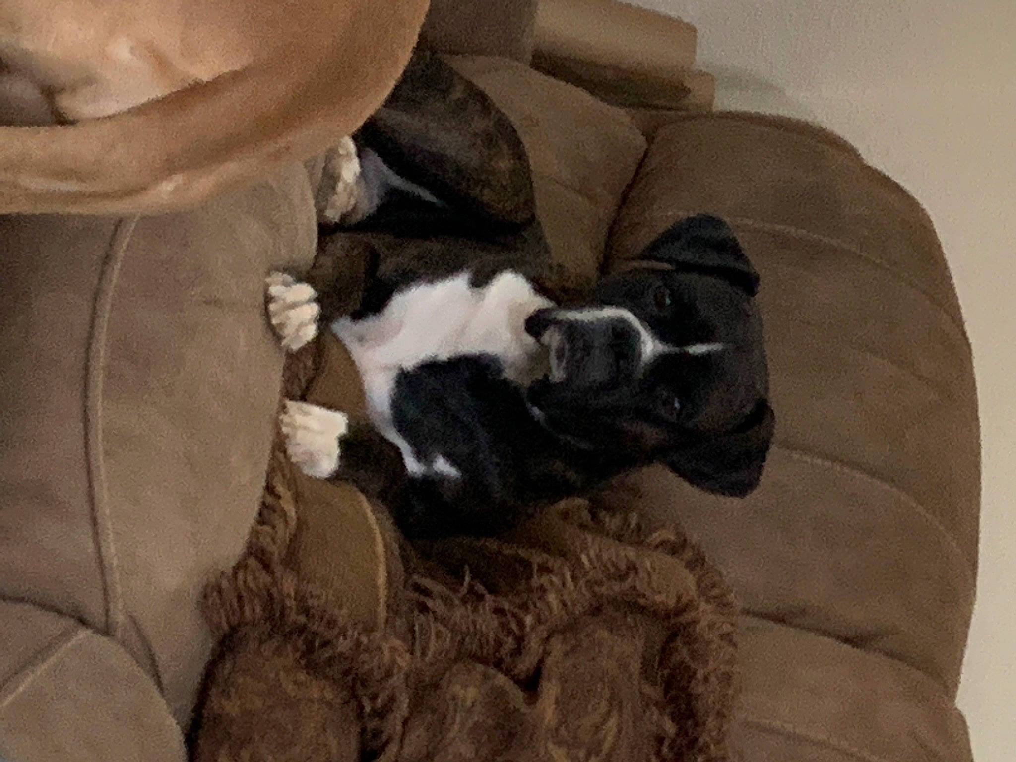 Conner joined the competition — help win amazing prizes! canidae, carnivore, comfort, companion_dog, dog, dog_breed, fawn, felidae, fur, nap, non_sporting_group, small_to_medium_sized_cats, sporting_group, tail, terrestrial_animal, working_animal