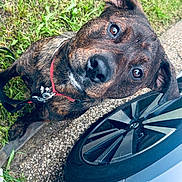 Diesel joined the competition — help win amazing prizes! dog, brindle, collar, grass, car, tire, leash, sidewalk, outdoor, pet, animal, curious, brown, black, closeup, canine, head_tilt, eyes, nature, daylight