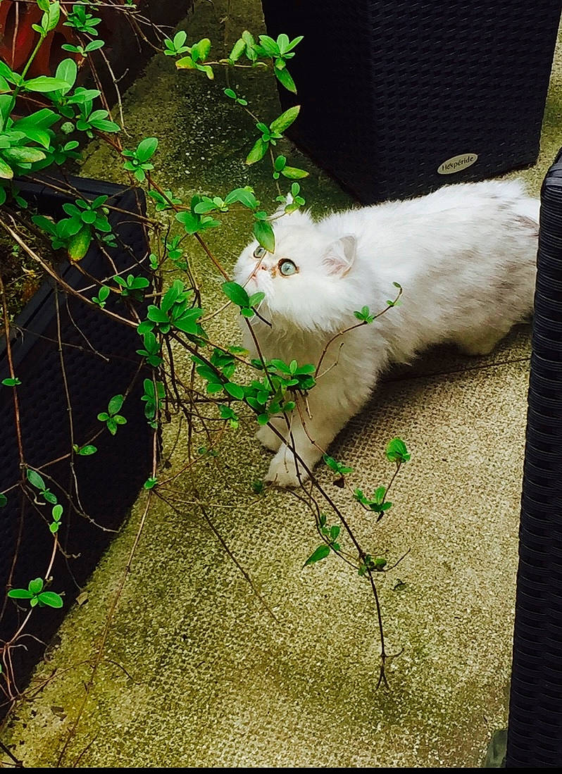 Gigi participe au concours pour gagner de l'argent avec cette photo : carnivore, cat, felidae, fur, green, khao_manee, small_to_medium_sized_cats, whiskers