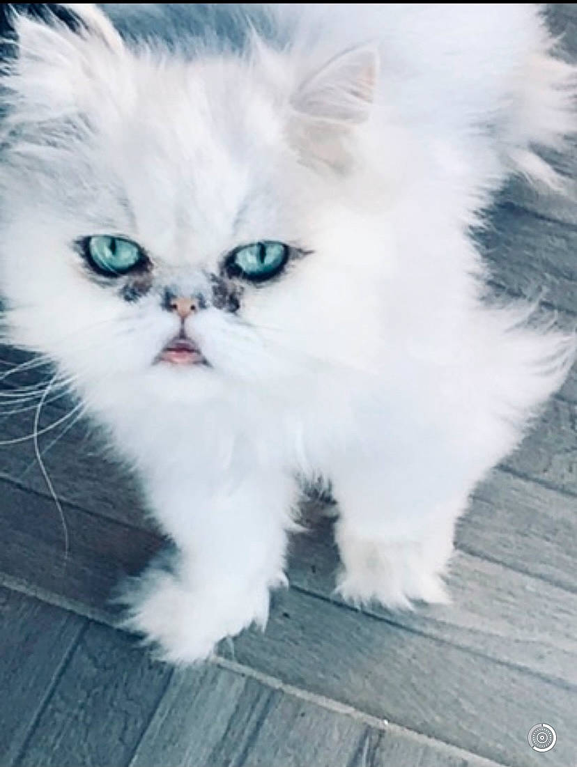 Gigi participe au concours pour gagner de l'argent avec cette photo : carnivore, cat, felidae, fur, kitten, persian, small_to_medium_sized_cats, snout, vertebrate, whiskers