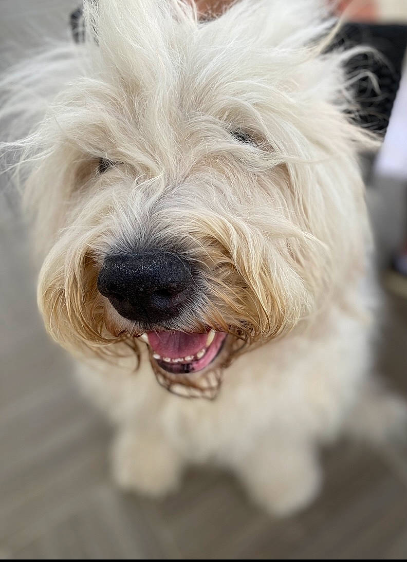 Haribo a rejoint le concours — aidez-le/la à gagner de superbes lots ! canidae, carnivore, collar, companion_dog, dog, dog_breed, fur, non_sporting_group, organ, rare_breed_dog, small_terrier, snout, terrier, tongue, tooth, toy_dog, vertebrate, west_highland_white_terrier, working_animal, working_dog