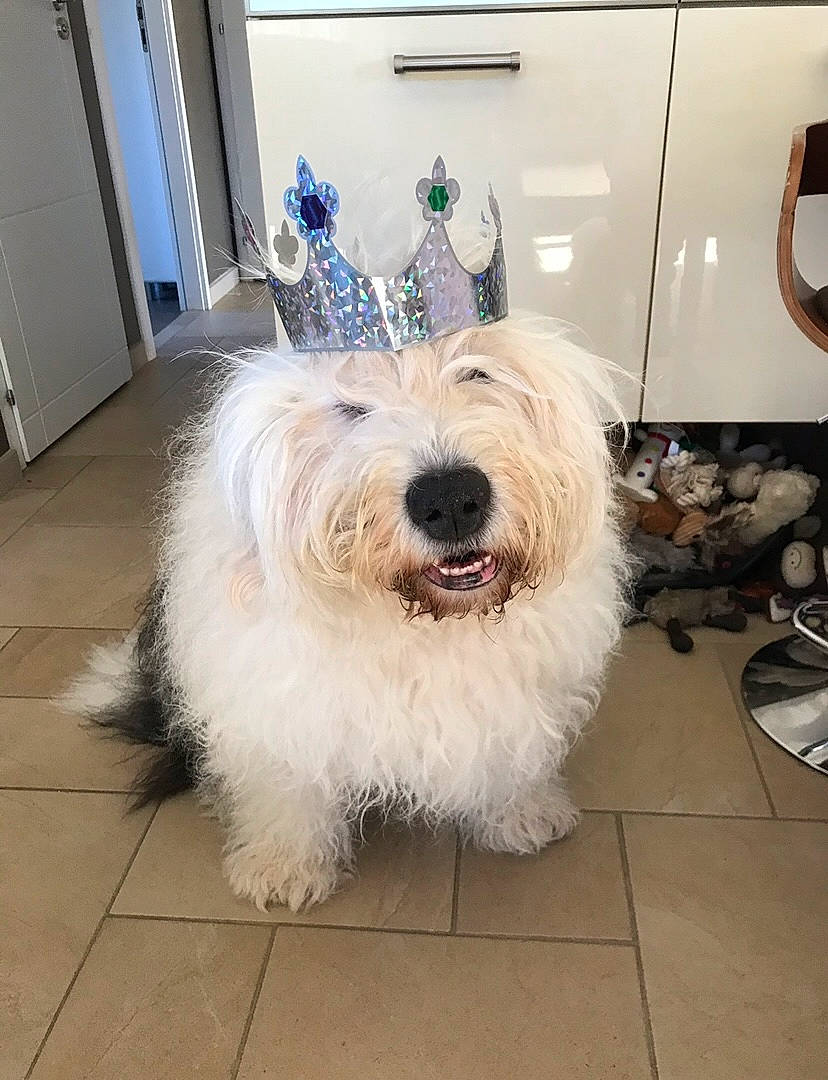 Haribo a rejoint le concours — aidez-le/la à gagner de superbes lots ! canidae, carnivore, companion_dog, dog, dog_breed, door, floor, flooring, fur, home_door, laminate_flooring, non_sporting_group, small_terrier, snout, sporting_group, terrier, tile, tongue, vertebrate, working_animal