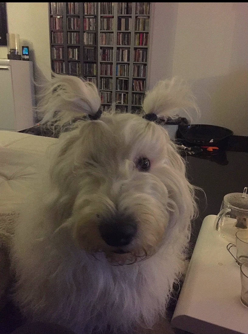 Haribo participe au concours pour gagner de l'argent avec cette photo : bed, bookcase, canidae, carnivore, companion_dog, dog, dog_breed, drinkware, fur, grey, linens, room, serveware, shelf, shelving, small_terrier, terrier, toy_dog, vertebrate, working_animal