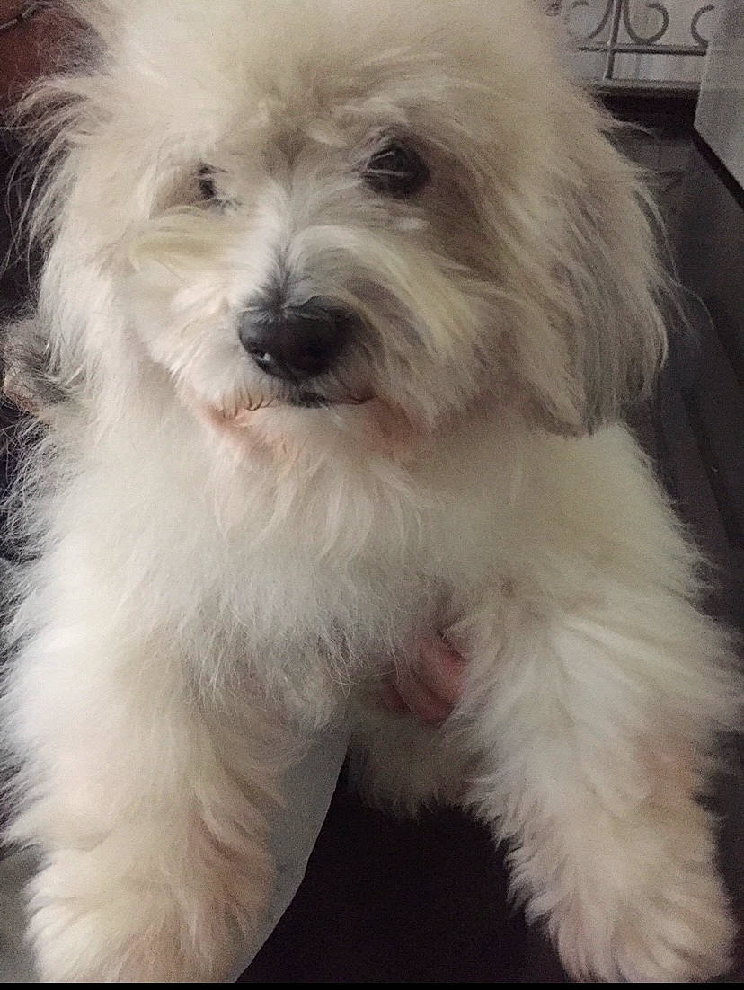 Loustik participe au concours pour gagner de l'argent avec cette photo : bichon, bichon_frise, bolognese, canidae, carnivore, companion_dog, dog, dog_breed, fur, maltepoo, maltese, non_sporting_group, poodle_crossbreed, puppy, shih_poo, small_terrier, snout, toy_dog, vertebrate, working_animal