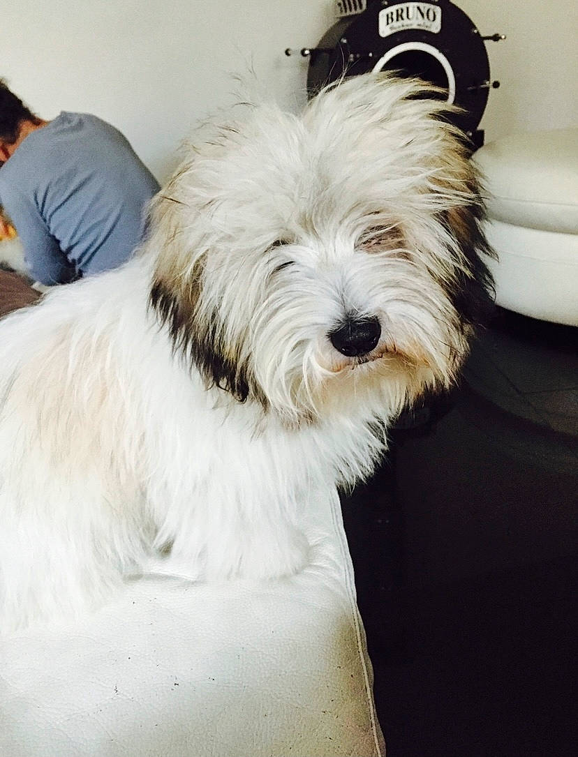 Loustik a rejoint le concours — aidez-le/la à gagner de superbes lots ! canidae, carnivore, cavachon, companion_dog, dog, dog_breed, fur, maltepoo, non_sporting_group, pekapoo, poodle_crossbreed, small_terrier, snout, t_shirt, terrier, tibetan_terrier, toy_dog, vertebrate, working_animal, working_dog