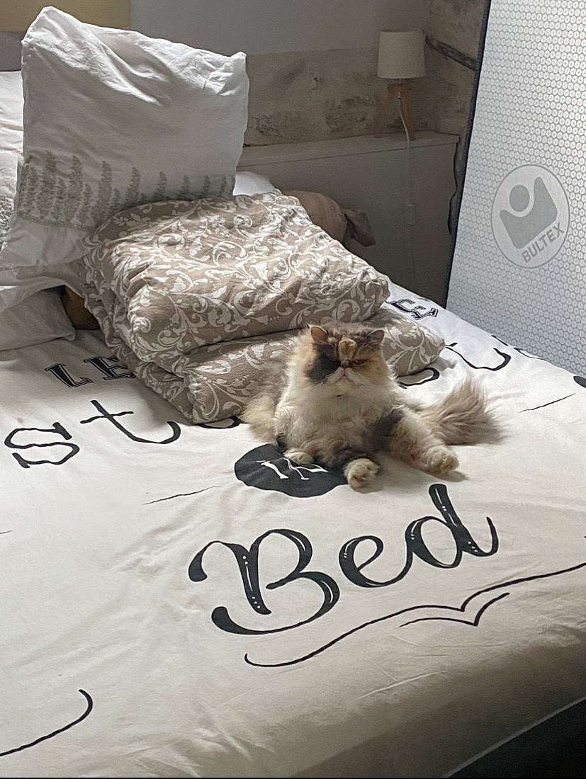 Fripouille a rejoint le concours — aidez-le/la à gagner de superbes lots ! bed, bed_sheet, bedding, carnivore, cat, cushion, duvet, felidae, fur, home_accessories, linens, paw, pillow, small_to_medium_sized_cats, throw_pillow, whiskers