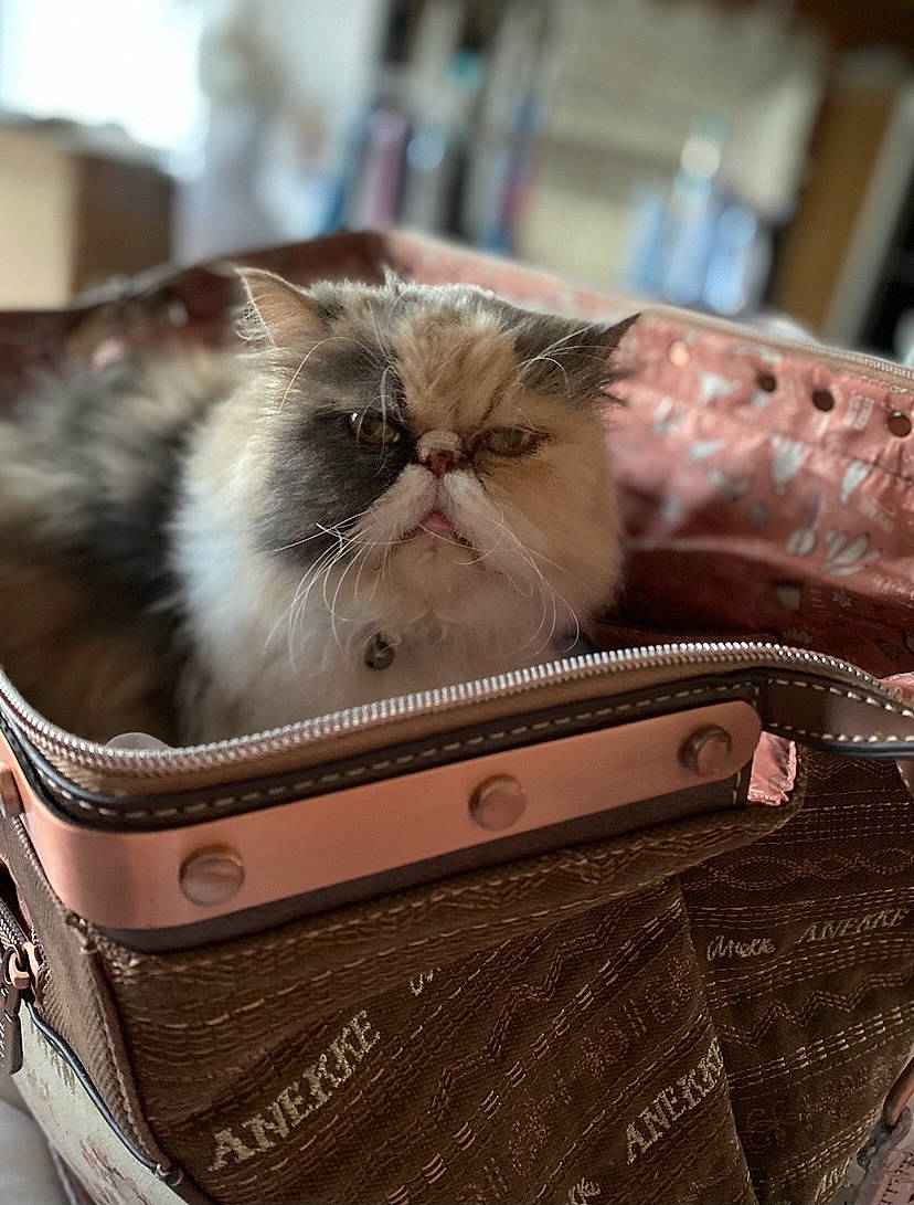 Fripouille participe au concours pour gagner de l'argent avec cette photo : bag, baggage, beige, brown, carnivore, cat, collar, everyday_carry, fawn, felidae, fur, leather, pocket, small_to_medium_sized_cats, strap, wallet, whiskers, zipper