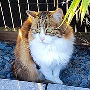 Houna a rejoint le concours — aidez-le/la à gagner de superbes lots ! animal, calm, cat, closeup, cute, daylight, fence, fluffy, fur, green_eyes, leaves, nature, outdoor, pet, plant, shadow, sitting, stones, sunlight, whiskers