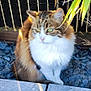 animal, calm, cat, closeup, cute, daylight, fence, fluffy, fur, green_eyes, leaves, nature, outdoor, pet, plant, shadow, sitting, stones, sunlight, whiskers