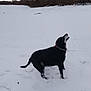 Lola a rejoint le concours — aidez-le/la à gagner de superbes lots ! action, black_dog, cold, collar, dog, field, footprints, forest, landscape, looking_up, mouth_open, outdoor, paws, pet, sky, snow, standing, treeline, trees, winter
