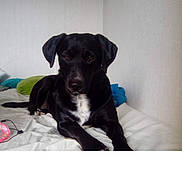 Lola a rejoint le concours — aidez-le/la à gagner de superbes lots ! bed, black_dog, blanket, canine, cozy, dog, domestic, ears, indoor, looking_at_camera, lying_down, muzzle, paws, pet, pillow, portrait, relaxed, room, wall, white_chest_patch