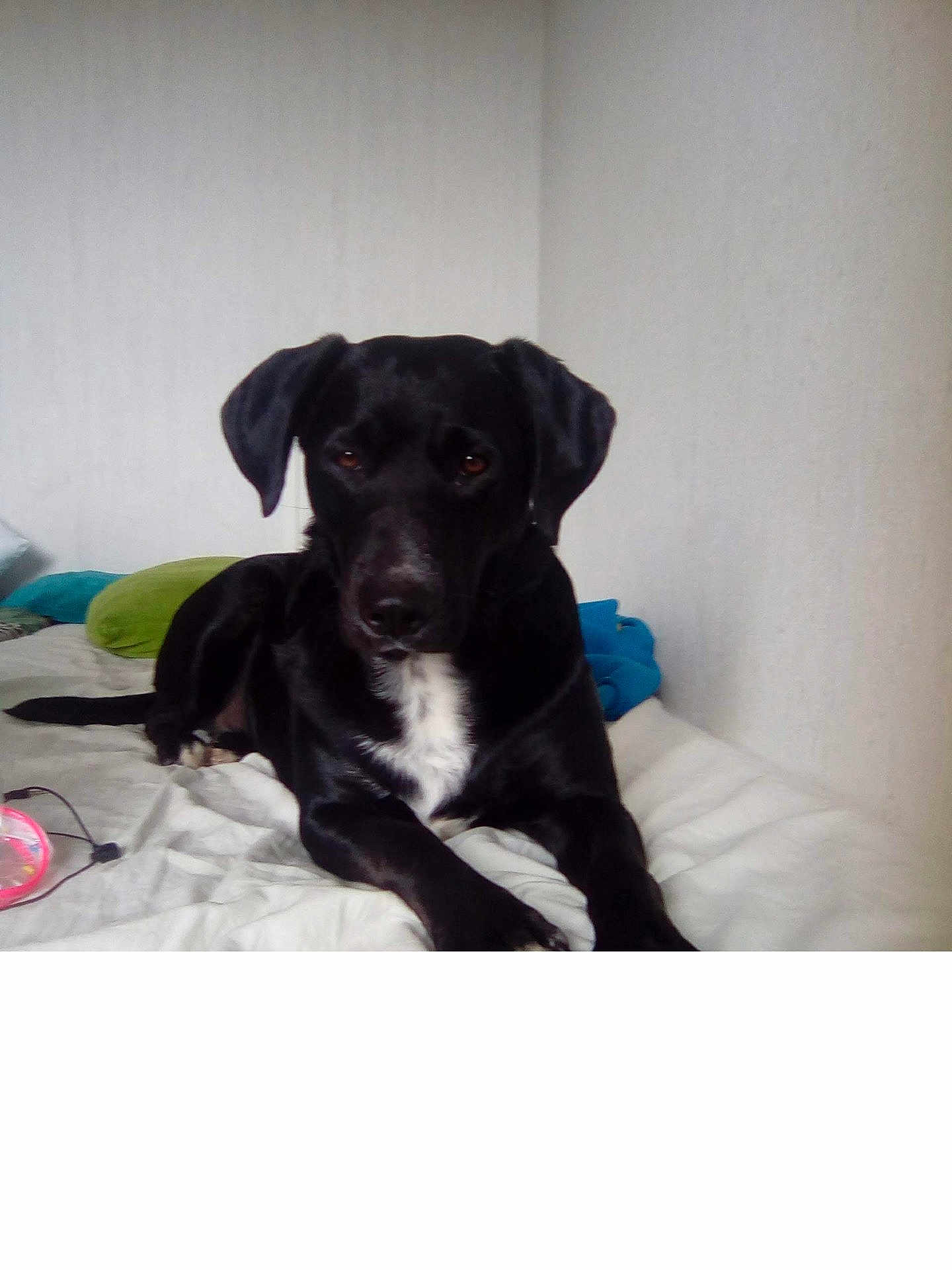 Lola a rejoint le concours — aidez-le/la à gagner de superbes lots ! bed, black_dog, blanket, canine, cozy, dog, domestic, ears, indoor, looking_at_camera, lying_down, muzzle, paws, pet, pillow, portrait, relaxed, room, wall, white_chest_patch