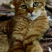 Ranger joined the competition — help win amazing prizes! cat, tabby, orange_cat, pet, feline, animal, close_up, green_eyes, relaxed, resting, paw, fur, indoor, blanket, patterned, whiskers, cute, mammal, domestic_animal, portrait
