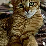 cat, tabby, orange_cat, pet, feline, animal, close_up, green_eyes, relaxed, resting, paw, fur, indoor, blanket, patterned, whiskers, cute, mammal, domestic_animal, portrait