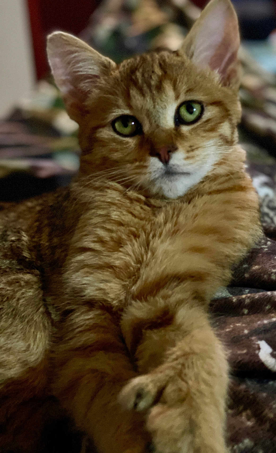 Ranger joined the competition — help win amazing prizes! cat, tabby, orange_cat, pet, feline, animal, close_up, green_eyes, relaxed, resting, paw, fur, indoor, blanket, patterned, whiskers, cute, mammal, domestic_animal, portrait