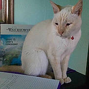 Tiggy is registered to the contest to win money with this photo: book, cat, collar, cream_colored_cat, desk, feline, furniture, indoor, light_blue_wall, notebook, pen, pet, red_collar_bell, sitting, stationery, study_area, table, wall_sconce, watchtower, writing