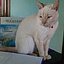 book, cat, collar, cream_colored_cat, desk, feline, furniture, indoor, light_blue_wall, notebook, pen, pet, red_collar_bell, sitting, stationery, study_area, table, wall_sconce, watchtower, writing