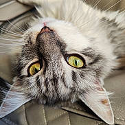 Callie a rejoint le concours — aidez-le/la à gagner de superbes lots ! animal, animal_face, cat, close_up, curious, cute, domestic_cat, ears, feline, fur, indoor, pet, portrait, quilted_surface, relaxed, resting, soft_texture, upside_down, whiskers, yellow_eyes