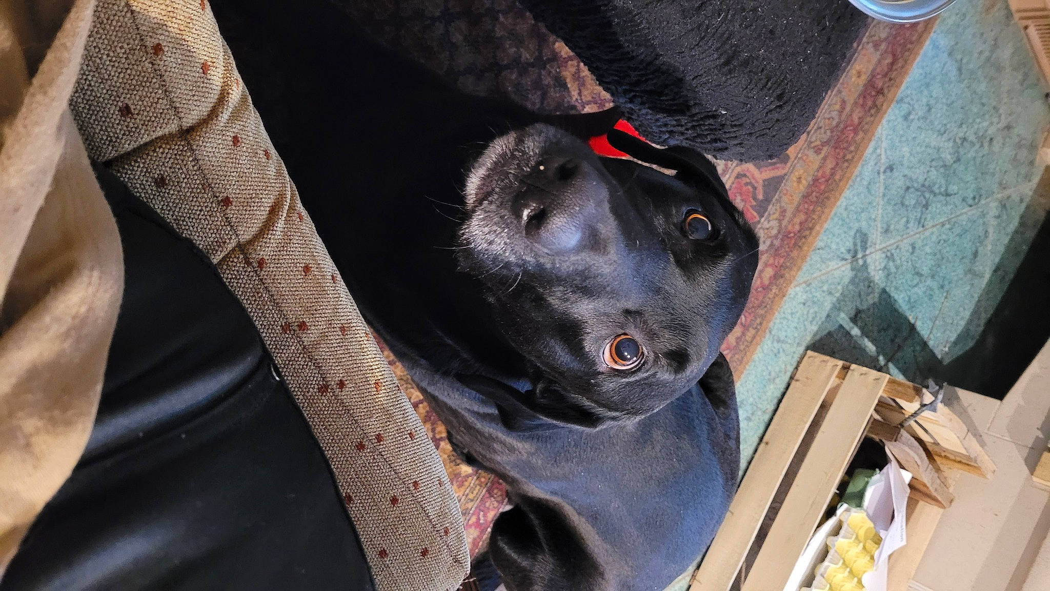 Patmol a rejoint le concours — aidez-le/la à gagner de superbes lots ! adventure, auto_part, borador, canidae, carnivore, collar, companion_dog, dog, dog_breed, dog_collar, fashion_accessory, fur, guard_dog, non_sporting_group, tree, working_animal